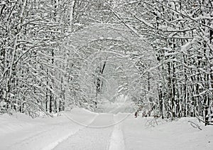 Snow Covered Tree Canopy