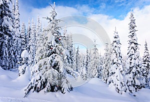 Snow covered tree with Christmas Decorations in a Winter Landscape