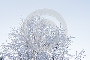 Snow-covered tree on a frosty winter day