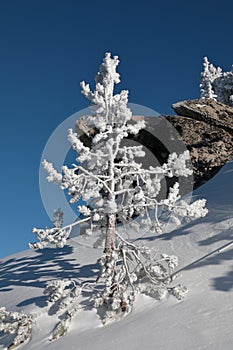 A snow covered tree in Heavenly Valley, Ski Resort at South Lake Tahoe