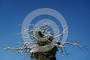 Snow covered tree with ivy.