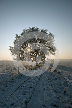 Snow covered tree landscape