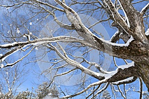 Snow covered tree limbs on a sunny winter day