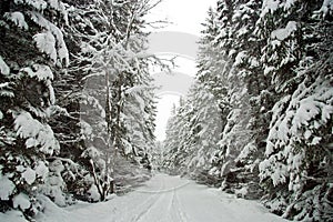 Snow Covered Tree Lined Road