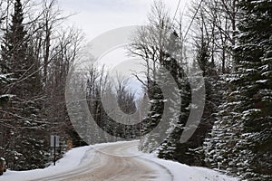 Snow covered tree lined road