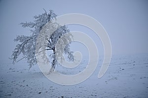 Blizzard Snow covered lone tree
