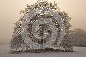 Snow covered tree with misty background