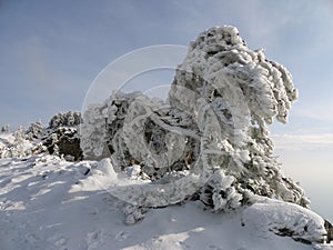 Snow covered tree. Mount Ay-Petri, Crimea.