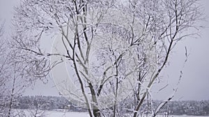 Snow-covered tree near the frozen river river in winter