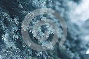 Snow-covered tree pine branch in forest closeup, frozen winter