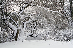 Snow Covered Tree At Pond Edge