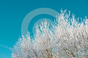 Snow-covered tree in the Pyrenees