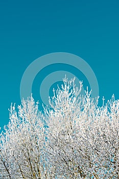 Snow-covered tree in the Pyrenees