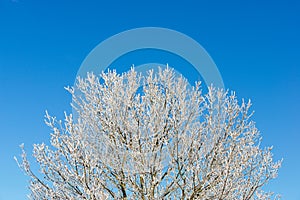 Snow-covered tree in the Pyrenees