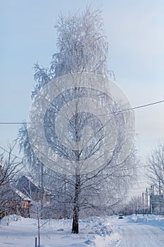 A snow covered tree stands in the middle of a road