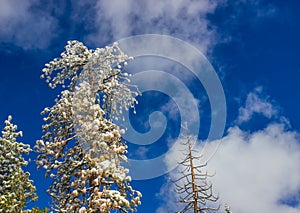 Snow Covered Tree Tops With Blue Sky Background