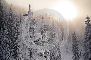 La neve coperto un albero tavole nebbioso tramonto montagna foresta 