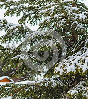 Snow covered tree and traditional wooden mountain hut