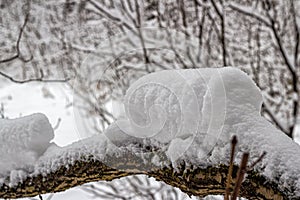 Snow-covered tree trunk bent under the weight of snow in a city park