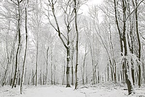 Snow covered tree trunks photo