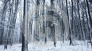 Snow covered tree trunks in a forest