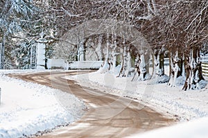 Snow covered tree trunks lining an S shaped bend in a road