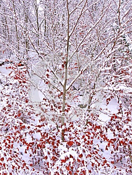 Snow covered tree with vivid red leaves in spruce forest. Beautiful winter landscape