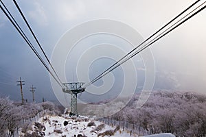 Snow-covered tree On the way up to beppu ropeway