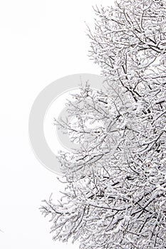 Snow covered tree on white sky