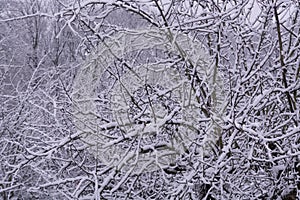 Snow-covered tree in winter