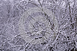 Snow-covered tree in winter