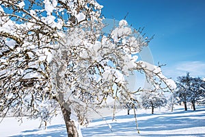 Snow covered tree in winter