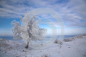Snow covered tree in winter