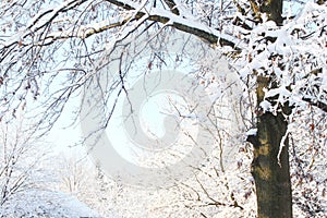 Snow covered tree winter landscape