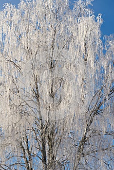 Snow covered tree in winter nature scene