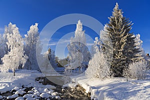 Snow covered tree in winter nature scene