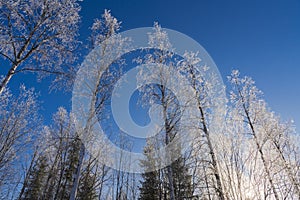 Snow covered tree in winter nature scene