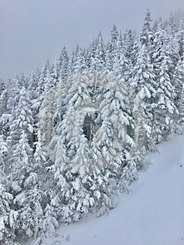 Snow covered trees