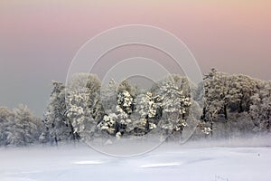 Snow covered trees