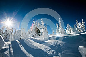 Snow Covered Trees