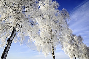 La nieve cubierto árboles 