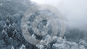 Snow covered trees from above