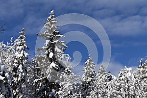 Snow-covered trees against blue sky