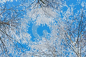 Snow covered trees against blue sky.