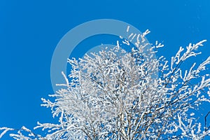 Snow covered trees against blue sky.