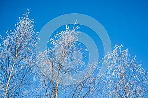 Snow covered trees against blue sky.