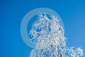 Snow covered trees against blue sky.