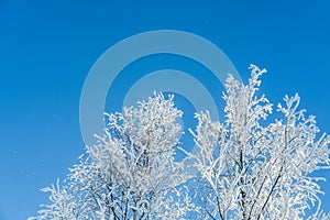 Snow covered trees against blue sky.