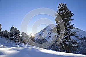 Snow covered trees in the Austrian Alps mountains. With snow all around covering everything.