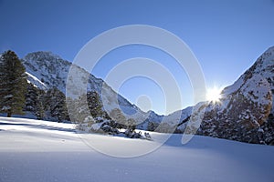 Snow covered trees in the Austrian Alps mountains. With snow all around covering everything.